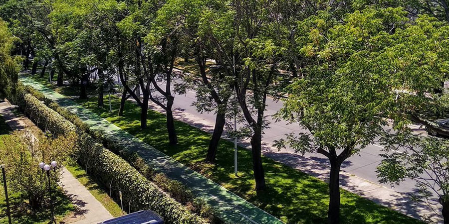 certificar plantación